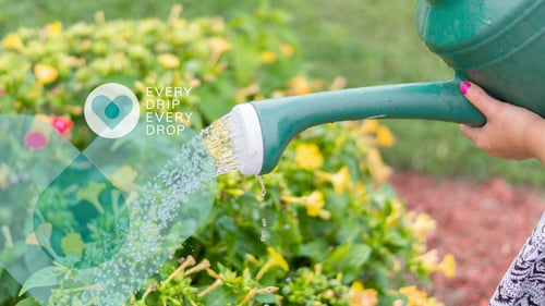 How to save water in the garden