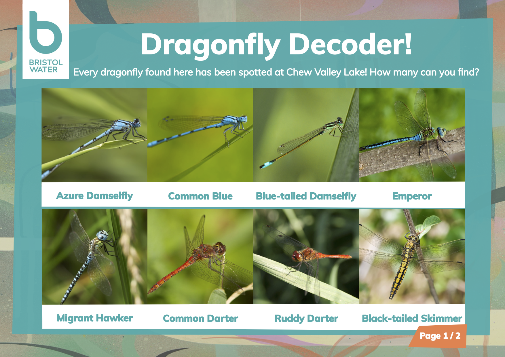La La Lakeside: Dragonfly Decoder